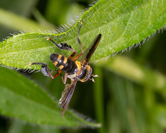 Trichopoda plumipes