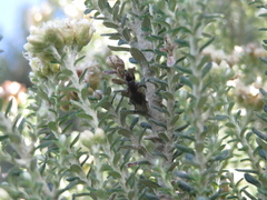 Coelopidae