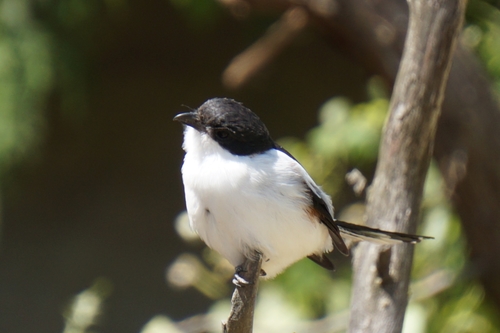 Northern Fiscal