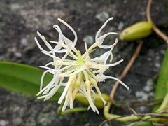 Bulbophyllum odoratissimum