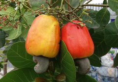 Anacardium