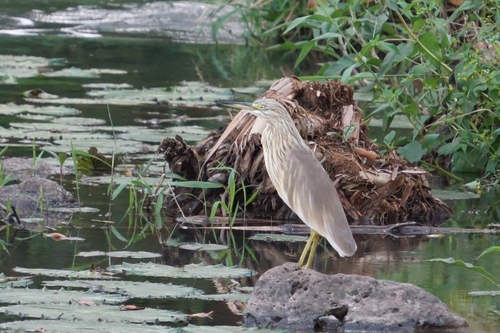 Squacco Heron