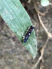 Diedrocephala variegata