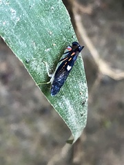 Diedrocephala variegata