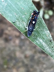 Diedrocephala variegata