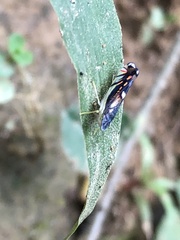 Diedrocephala variegata