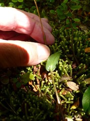 Adenochilus gracilis