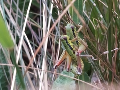 Micropodisma salamandra