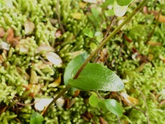 Adenochilus gracilis