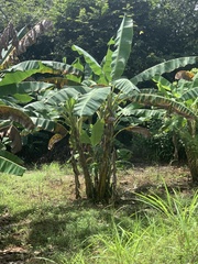 Musa × paradisiaca