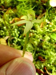 Adenochilus gracilis