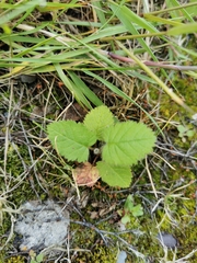 Rubus saxatilis