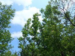 Fraxinus nigra image