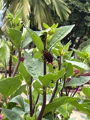 Aristobia approximator