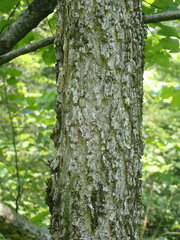Fraxinus nigra image
