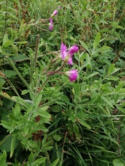 Epilobium hirsutum