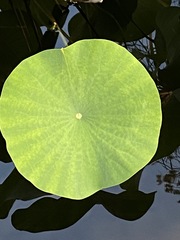 Nelumbo