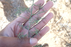 Asparagus crassicladus