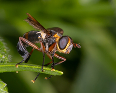 Trichopoda plumipes