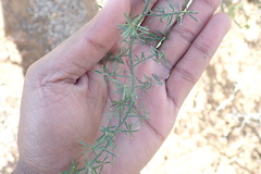 Asparagus crassicladus