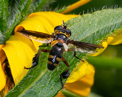 Trichopoda plumipes