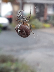 Araneus diadematus