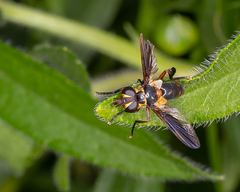 Trichopoda plumipes