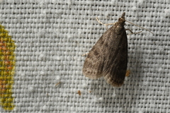 Scoparia penumbralis