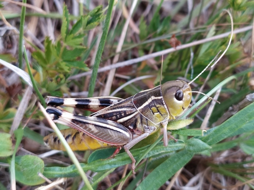 Western Banded Grasshopper
