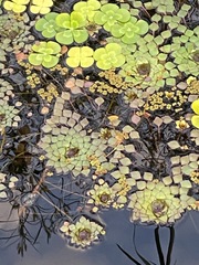 Salvinia natans