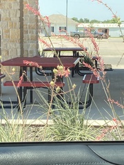 Hesperaloe