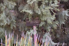 Cupressus dupreziana