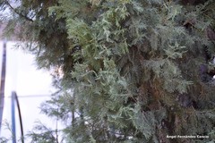 Cupressus dupreziana
