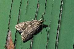 Scoparia penumbralis