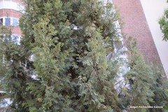 Cupressus dupreziana