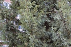 Cupressus dupreziana