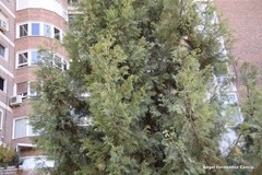 Cupressus dupreziana