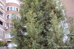 Cupressus dupreziana