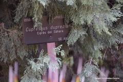 Cupressus dupreziana