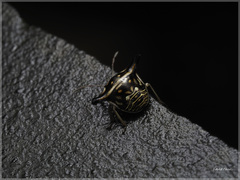 Alcimocoris japonensis