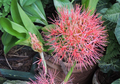 Scadoxus