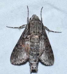 Cautethia grotei