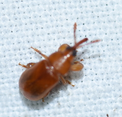 Rhopalotria