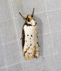 Philobota thiocrossa