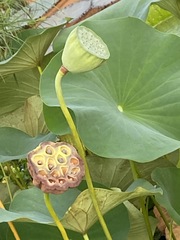 Nelumbo