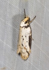 Philobota thiocrossa