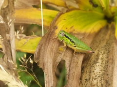 Micropodisma salamandra