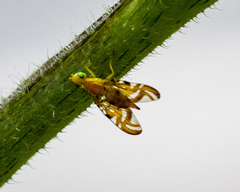 Strauzia longipennis