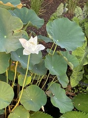 Nelumbo