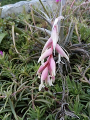 Tillandsia recurvifolia